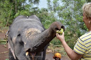 Mattupatty Dam, Elephant Ride_DSC5859_H600